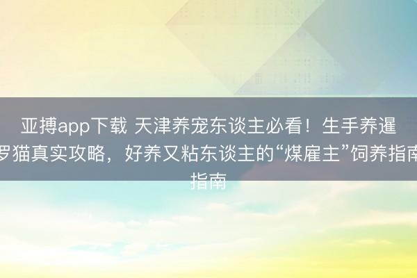 亚搏app下载 天津养宠东谈主必看！生手养暹罗猫真实攻略，好养又粘东谈主的“煤雇主”饲养指南